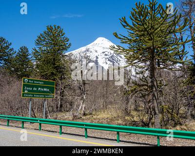 Forêt d'Araucaria au volcan Lanin, un seul arbre divise la route, à l'ouest de Paso Tromen o Mamuil Malal, Parc National de Villarica, Chili Banque D'Images