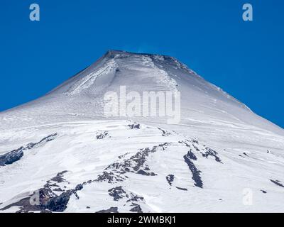 Forêt d'Araucaria au volcan Lanin, un seul arbre divise la route, à l'ouest de Paso Tromen o Mamuil Malal, Parc National de Villarica, Chili Banque D'Images