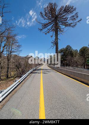 Forêt d'Araucaria, arbre unique divise la route, à l'ouest de Paso Tromen o Mamuil Malal, Parc National de Villarica, Chili Banque D'Images