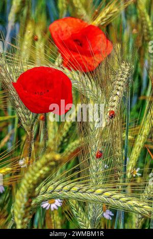 Landwirtschaft Roggenfeld Roggenähren nach der Blüte mit Klatschmohn und Marienkäfer - gesehen am 20.06.2016 in der Gemarkung Bilm BEI Hannover *** Agriculture Rye champs épis de seigle après floraison avec du pavot et coccinelle vus le 20 06 2016 dans le quartier Bilm près de Hanovre Banque D'Images