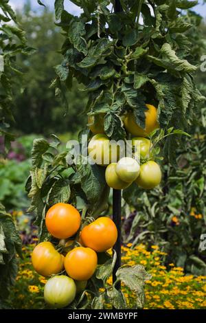 Gros plan de Solanum lucopersicum 'Chef's Choice Orange' - plante de tomate à la fin de l'été. Banque D'Images