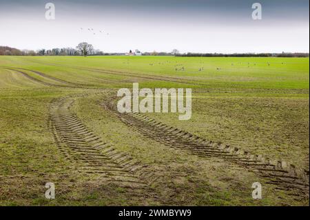 Vue sur les terres agricoles avec des pistes de tracteur et un troupeau d'oies dans le ciel et sur le sol se nourrissant lors d'une matinée paisible dans la campagne de Beverley, au Royaume-Uni. Banque D'Images