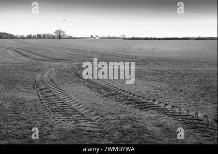 Vue sur les terres agricoles avec des pistes de tracteur et un troupeau d'oies dans le ciel et sur le sol se nourrissant lors d'une matinée paisible dans la campagne de Beverley, au Royaume-Uni. Banque D'Images