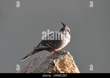 Pigeon à crête (Ocyphaps lophotes) faisant une sieste sous le soleil chaud de l'après-midi Banque D'Images