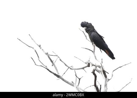 Cacatoès noir à queue rouge (Calyptorhynchus banksii) perché dans un arbre Banque D'Images