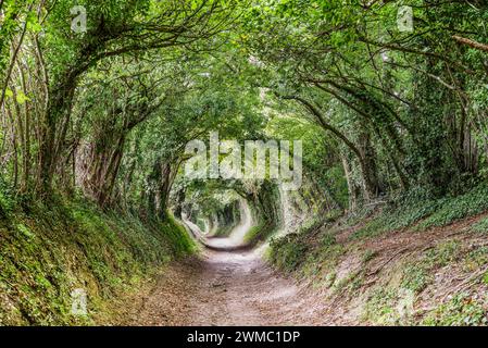 Halnaker Tree tunnel - un tunnel naturel d'arbres près de Chichester menant au moulin à vent Halnaker (West Sussex, Angleterre) Banque D'Images