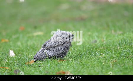 Mouche Tawny naissante (Podargus strigoides) sur une pelouse Banque D'Images