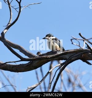 Le roi pêcheur sacré (Todiramphus sanctus) est un roi pêcheur des bois de taille moyenne Banque D'Images