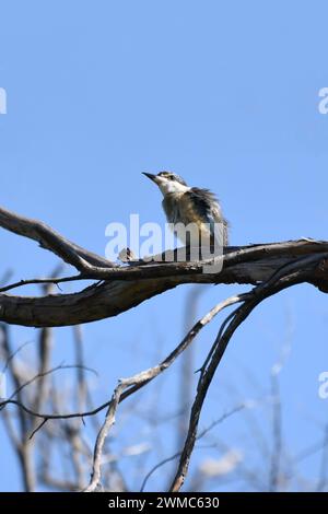 Le roi pêcheur sacré (Todiramphus sanctus) est un roi pêcheur des bois de taille moyenne Banque D'Images