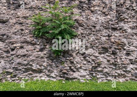 Détail des remparts de la ville, construit à l'époque romaine, avec plante cultivée entre les pierres, Aoste, Vallée d'Aoste, Italie Banque D'Images