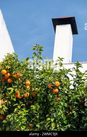 Un arbre mural d'oranges amères ou d'oranges sévillanes cultivées dans un patio (cour de Cordoue) à Cordoue créant ainsi un air agréable d'arôme d'orange dans un Banque D'Images