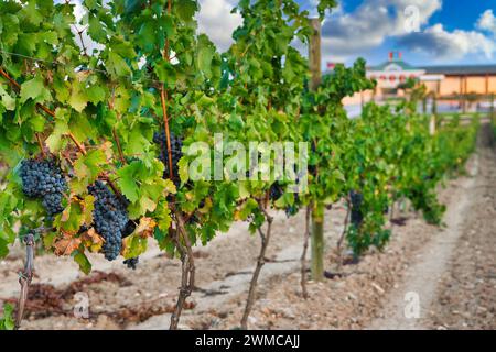 Vignobles. Musée de la Viticulture, cave de vinification Dinastia Vivanco à Briones. La Rioja, Espagne, Europe Banque D'Images