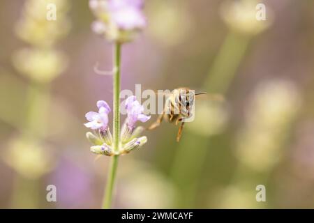Macro photo d'abeille de miel volant loin de la fleur de lavande horizontalement. Banque D'Images