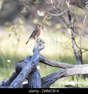 L'arbre rufous (Climacteris rufus) est endémique de l'Australie Banque D'Images