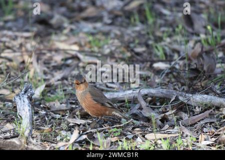 L'arbre rufous (Climacteris rufus) est endémique de l'Australie Banque D'Images