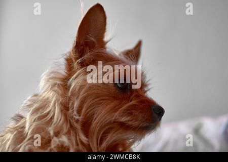 Un petit chien à fourrure drôle de la race Yorkshire terrier avec de grandes oreilles et de longs cheveux rouges cassés, regardant Banque D'Images