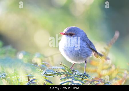 Femelle splendide Fairywren (Malurus splendens) avec anneau et bec brun roux caractéristiques Banque D'Images