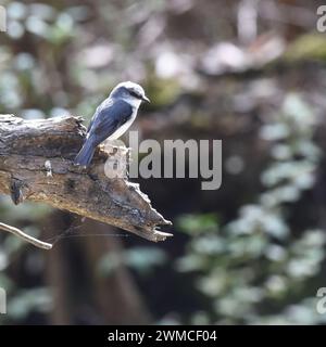 Rouge-gorge blanc (Eopsaltria georgiana ) Banque D'Images