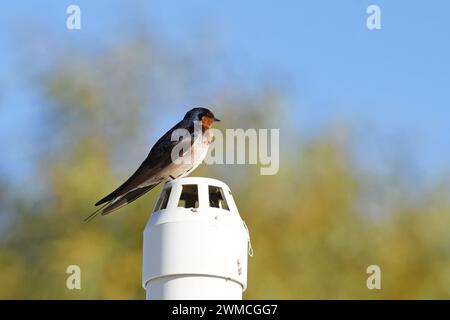 Bienvenue hirondelle (Hirundo neoxena) au soleil du matin Banque D'Images