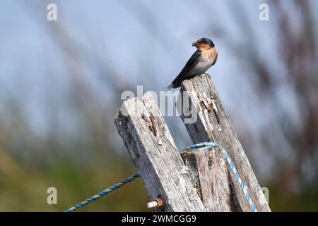 Hirondelle de bienvenue (Hirundo Neoxena) perchée sur un poteau de clôture Banque D'Images