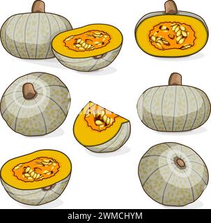 Ensemble de courges de confiserie. Courge d'hiver. Cucurbita maxima. Fruits et légumes. Clipart. Illustration vectorielle isolée. Illustration de Vecteur