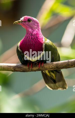 Portrait rapproché d'une colombe fruitière à tête rose (Ptilinopus porphyreus), Indonésie Banque D'Images