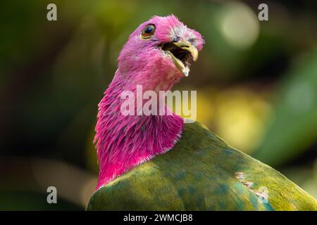 Portrait rapproché d'une colombe fruitière à tête rose (Ptilinopus porphyreus), Indonésie Banque D'Images