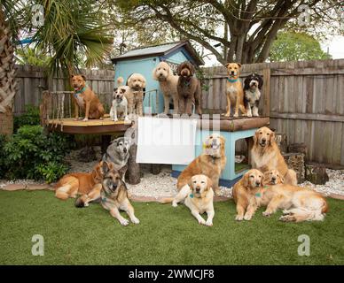 Groupe de chiens assortis assis par une maison de chien dans un jardin à côté d'un panneau blanc, Floride, États-Unis Banque D'Images