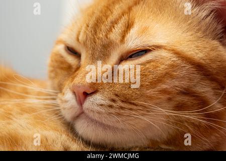 Un gros plan portrait d'un chat au gingembre tabby orange mignon Banque D'Images