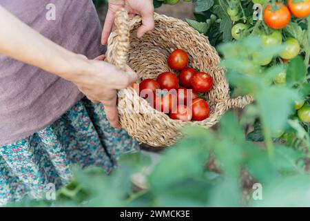 Gros plan d'une femme cueillant des tomates fraîches dans son potager en été, Biélorussie Banque D'Images