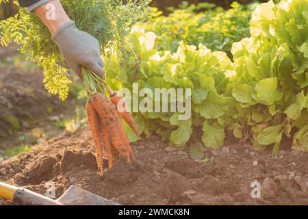 Gros plan d'une personne creusant des carottes dans un potager, Biélorussie Banque D'Images