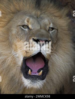 Lion africain mâle (Panthera leo) gros plan avec bouche ouverte rugissant Banque D'Images