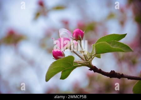 Pomme florissante en gros plan. Lever de soleil printanier dans le jardin. Herbe délicate, fleurs fragiles de pomme. Le printemps est venu. La nature s'est réveillée. Commencer une nouvelle vie. Beaut Banque D'Images