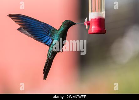 Grand saphirewing (Pterophanes cyanopterus), colibri sur une mangeoire en Colombie Banque D'Images