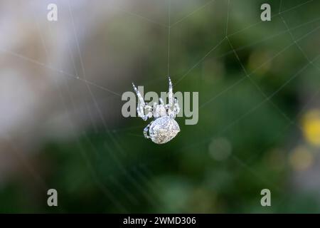 Araignée filant sa toile, araneus diadematus. Banque D'Images