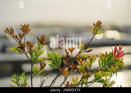 Toile d'araignée sur les branches d'arbuste avec des feuilles sèches vertes et brunes, parasites des plantes de jardin Banque D'Images