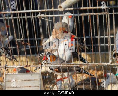petits oiseaux avec des becs rouges dans la cage de l'animalerie prêts à être vendus Banque D'Images