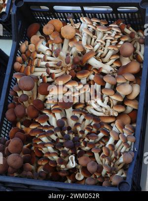 Champignons pioppino bruns et blancs comestibles ou grocybe aegerita de différentes tailles dans les caisses Banque D'Images