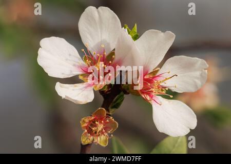 Macro de fleurs d'amande, Prunus dulcis, floraison en février, Alcoy, Espagne Banque D'Images