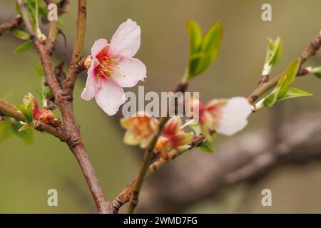 Fleurs d'amande, Prunus dulcis, floraison en février, Alcoy, Espagne Banque D'Images