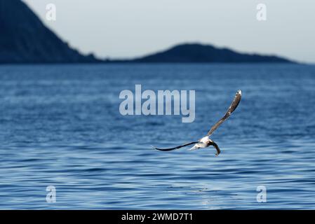 Un grand goéland à dos noir volant au-dessus de l'eau de mer avec des prises fraîches de cusk dans l'océan Arctique dans le nord de la Norvège. Banque D'Images