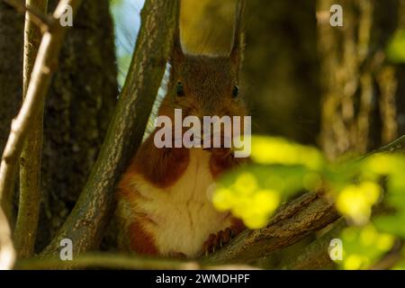 Sciurus vulgaris famille Sciuridae genre Sciurus écureuil rouge Eurasien photographie de nature sauvage, image, papier peint Banque D'Images