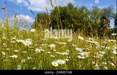 Marguerite sur prairie, Marguerite commune en latin Bellis perennis Banque D'Images