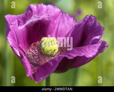 Détail de la fleur de pavot à opium, en latin papaver somniferum, le pavot à fleurs de couleur violet foncé est cultivé en République tchèque pour l'industrie alimentaire Banque D'Images