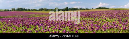 Champ de pavot à opium à fleurs, en latin papaver somniferum, pavot de couleur violet foncé est cultivé en République tchèque pour l'industrie alimentaire Banque D'Images