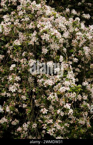 Malus sylvestris 'pomme de crabe' - FLEUR Banque D'Images