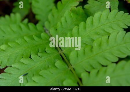 Pose plate de petites plantes autour de la maison Banque D'Images