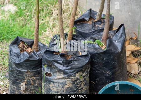 Pots en plastique pour semer des graines de plantes Banque D'Images