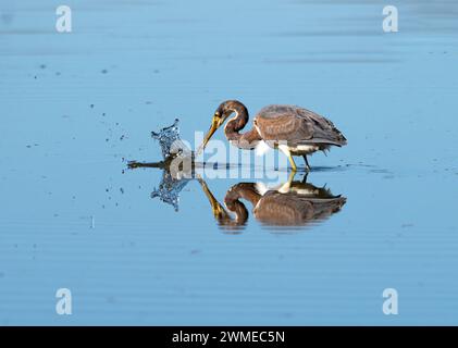 Héron tricolore (Egretta tricolor) chassant dans le lac White avec ailes ouvertes et reflet dans l'eau, Cullinan Park, Sugar Land, Texas, États-Unis Banque D'Images