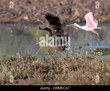 Limpkin (Aramus guarauna) survolant un lac forestier, comté de Fort Bend, Texas, États-Unis. Banque D'Images